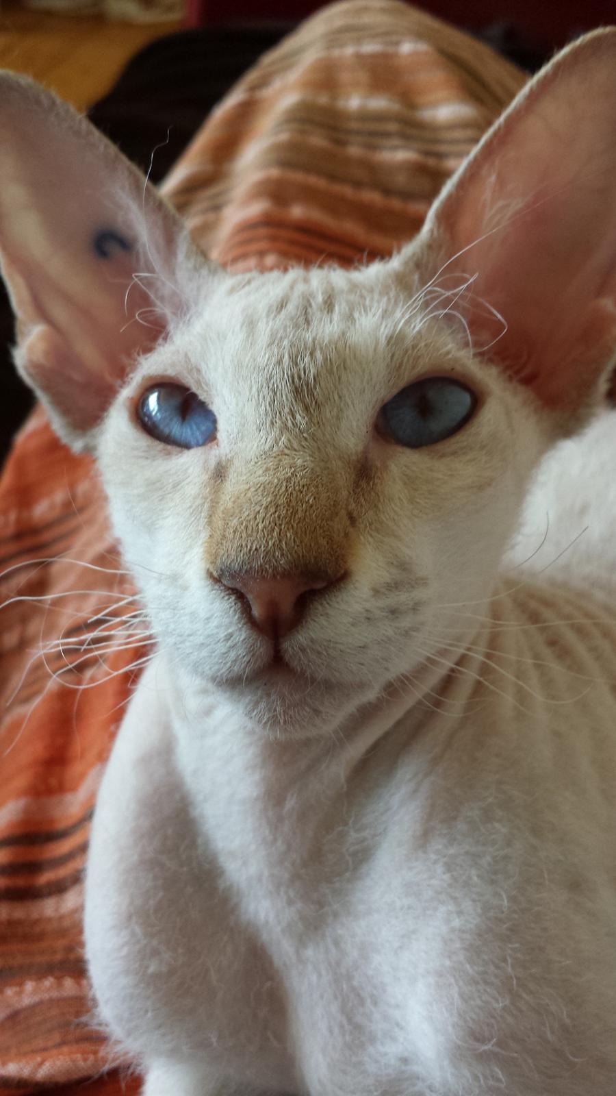 Peterbald DK Petheaven Marshmellow Rufus billede 8