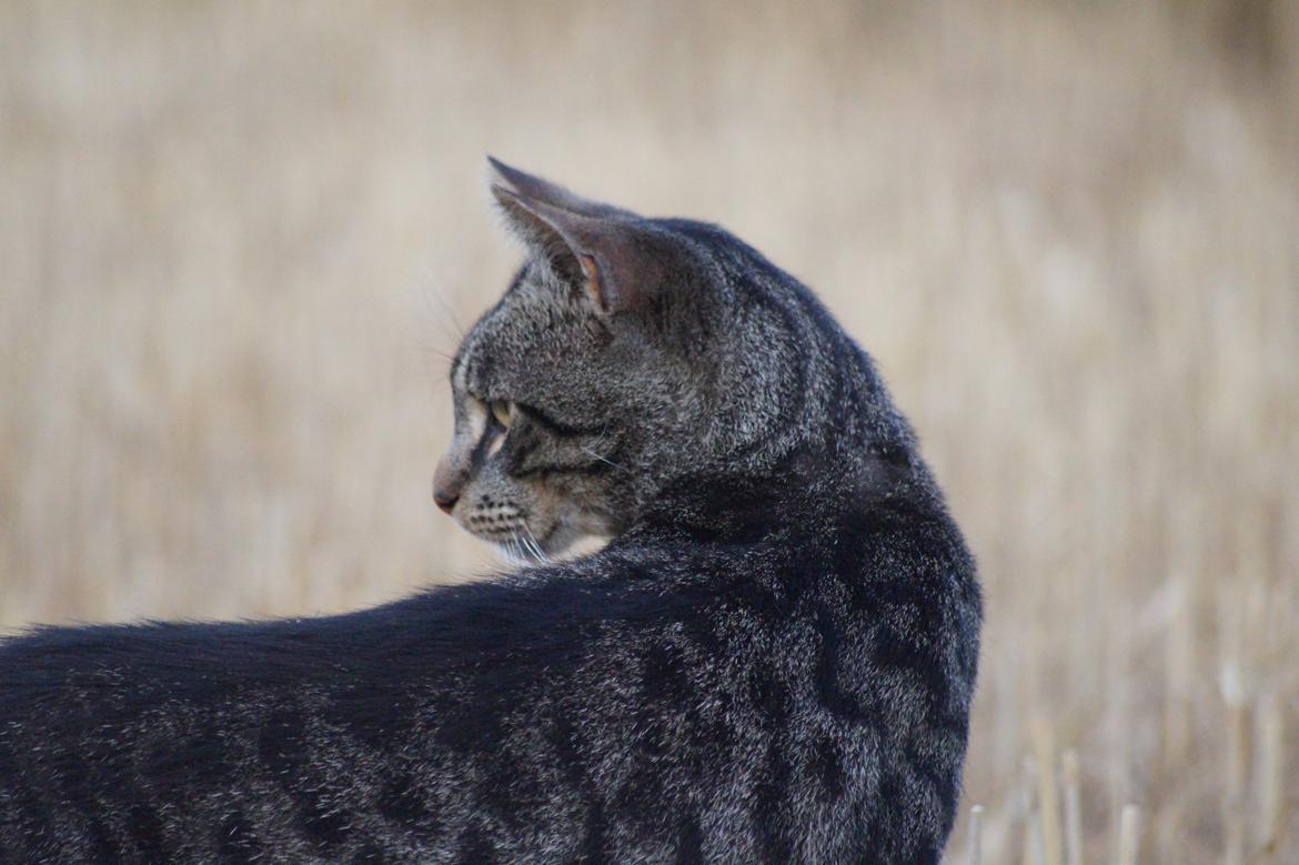 Huskat Chili billede 1