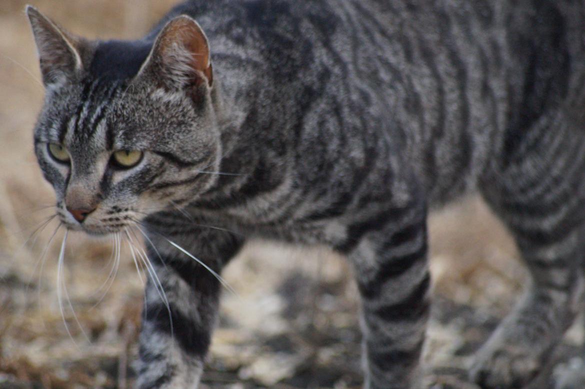 Huskat Chili billede 2