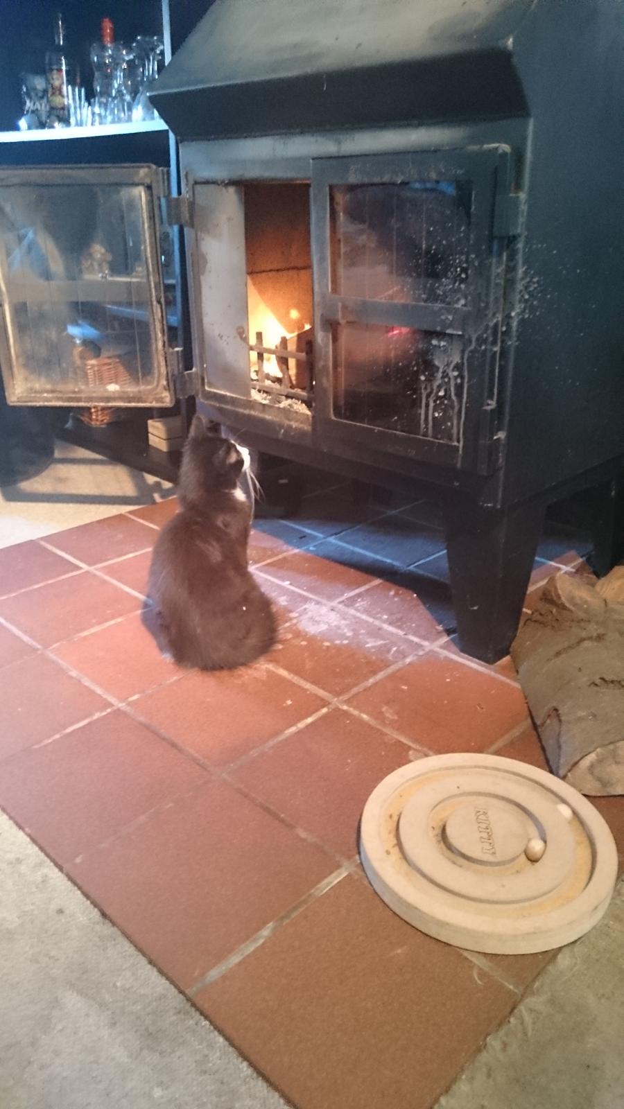 Huskat Mia EFTERLYSNING  billede 19