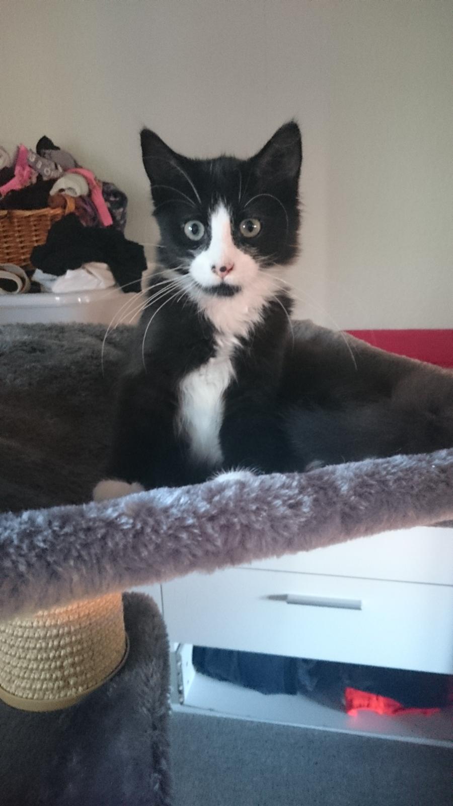 Huskat Mia EFTERLYSNING  billede 20