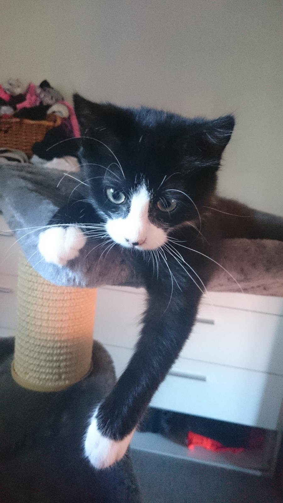 Huskat Mia EFTERLYSNING  billede 21