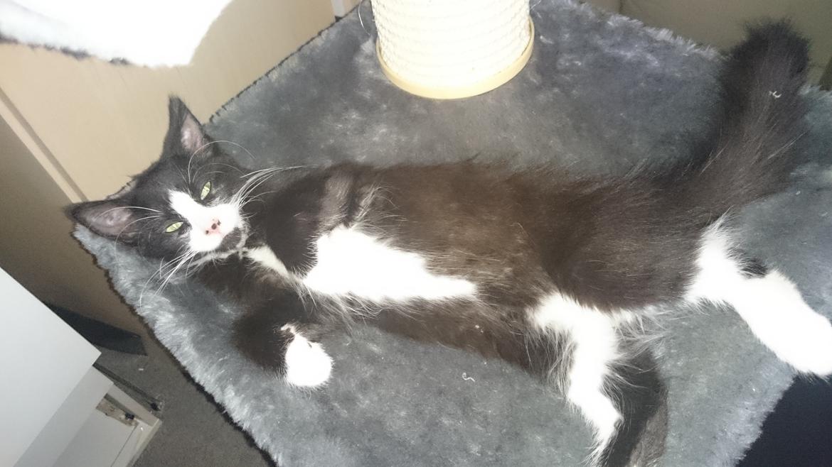 Huskat Mia EFTERLYSNING  billede 22