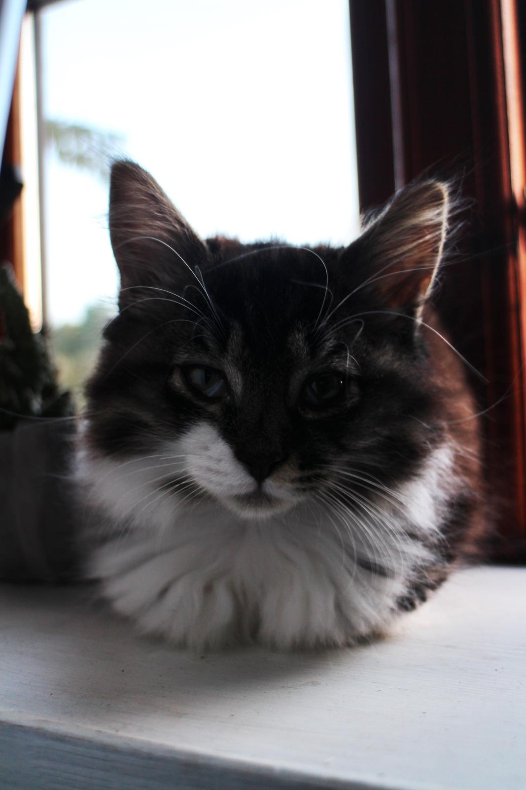 Blanding af racer Harley billede 12