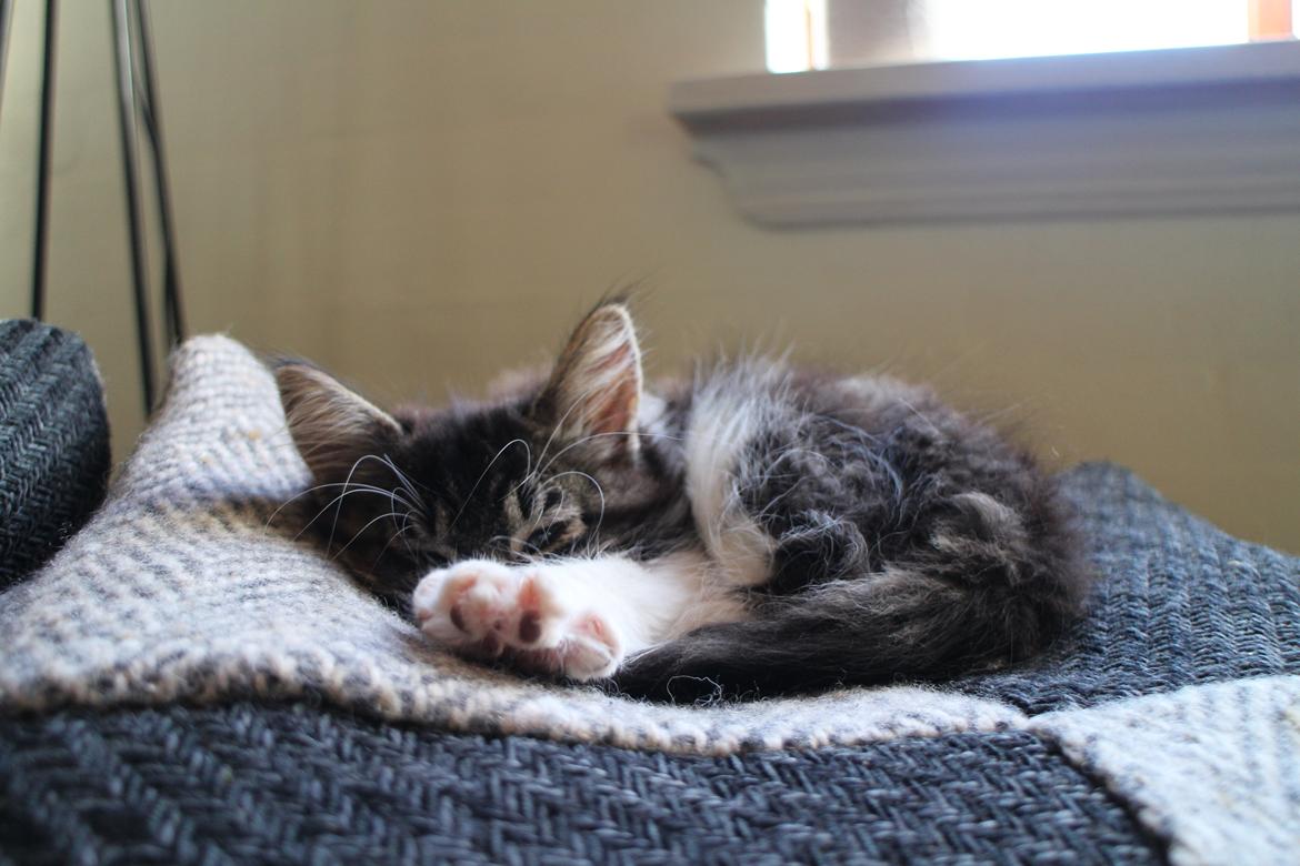 Blanding af racer Harley billede 13