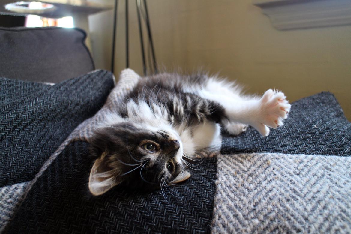 Blanding af racer Harley billede 10