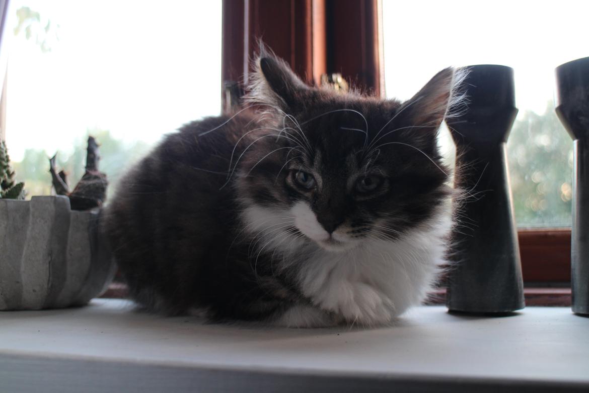 Blanding af racer Harley billede 19