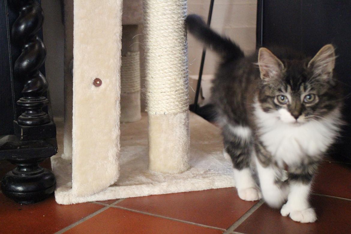 Blanding af racer Harley billede 20