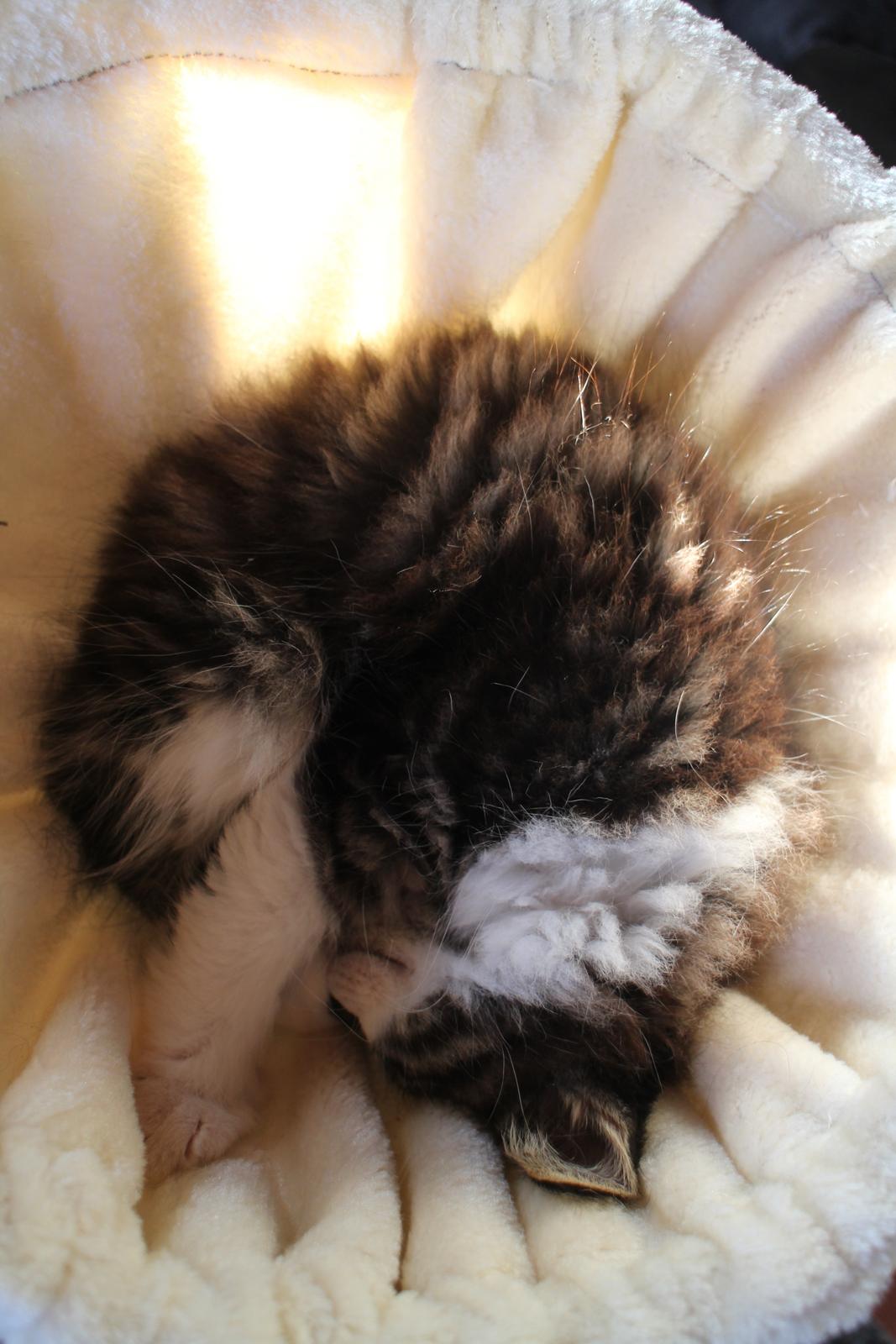 Blanding af racer Harley billede 21