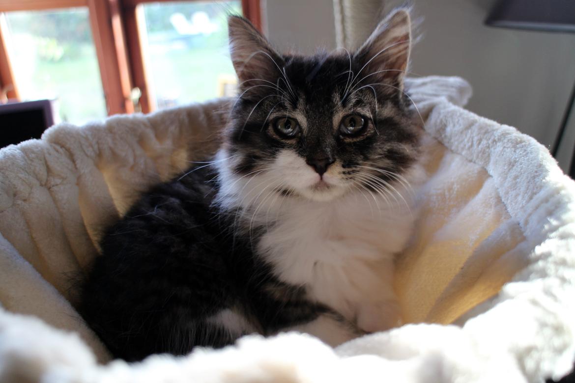 Blanding af racer Harley billede 6