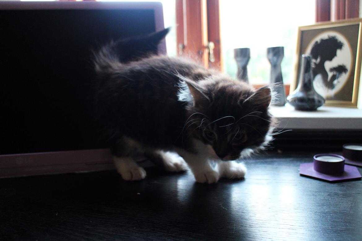 Blanding af racer Harley billede 22