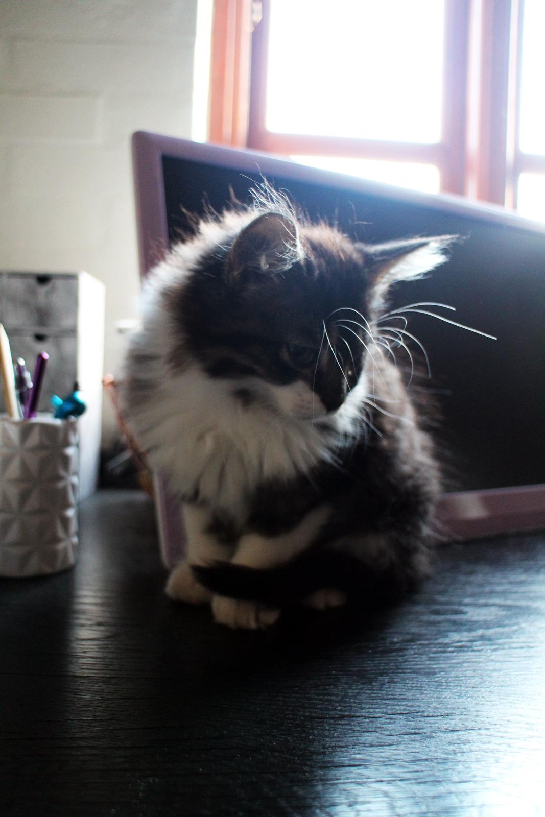 Blanding af racer Harley billede 23