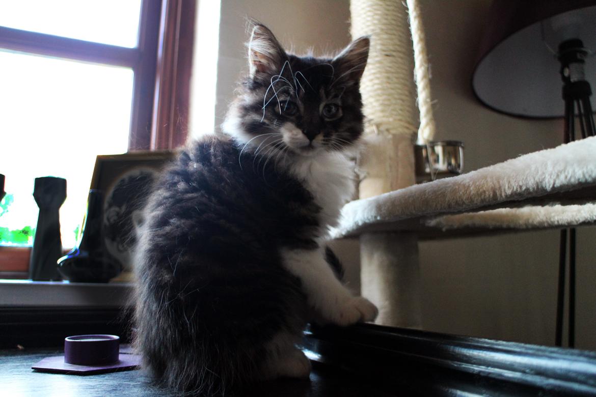 Blanding af racer Harley billede 14