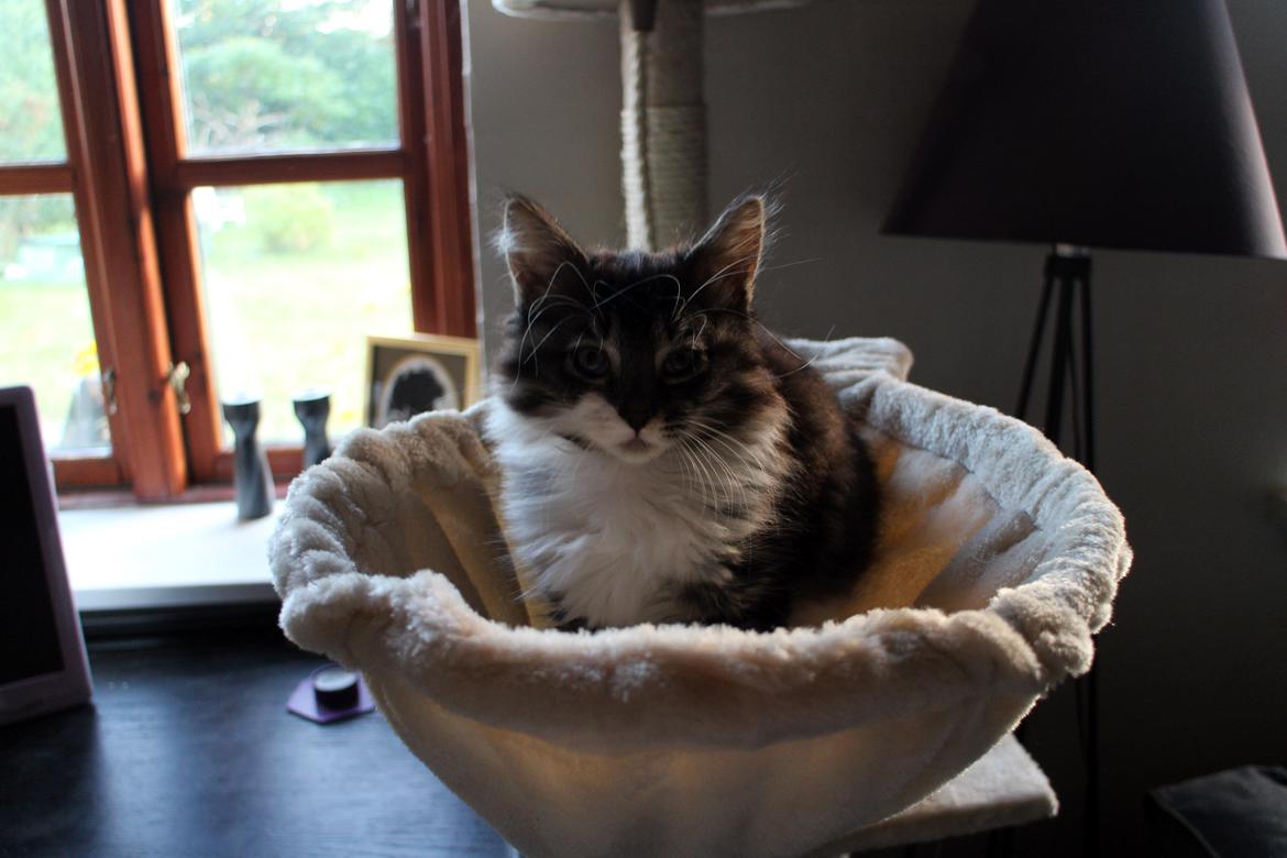 Blanding af racer Harley billede 15