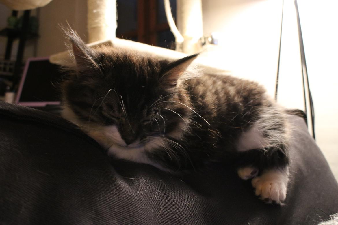 Blanding af racer Harley billede 25