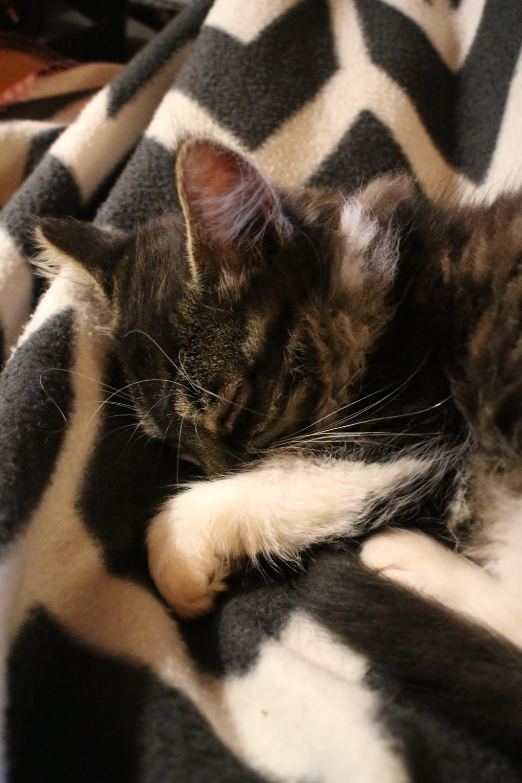 Blanding af racer Harley billede 26