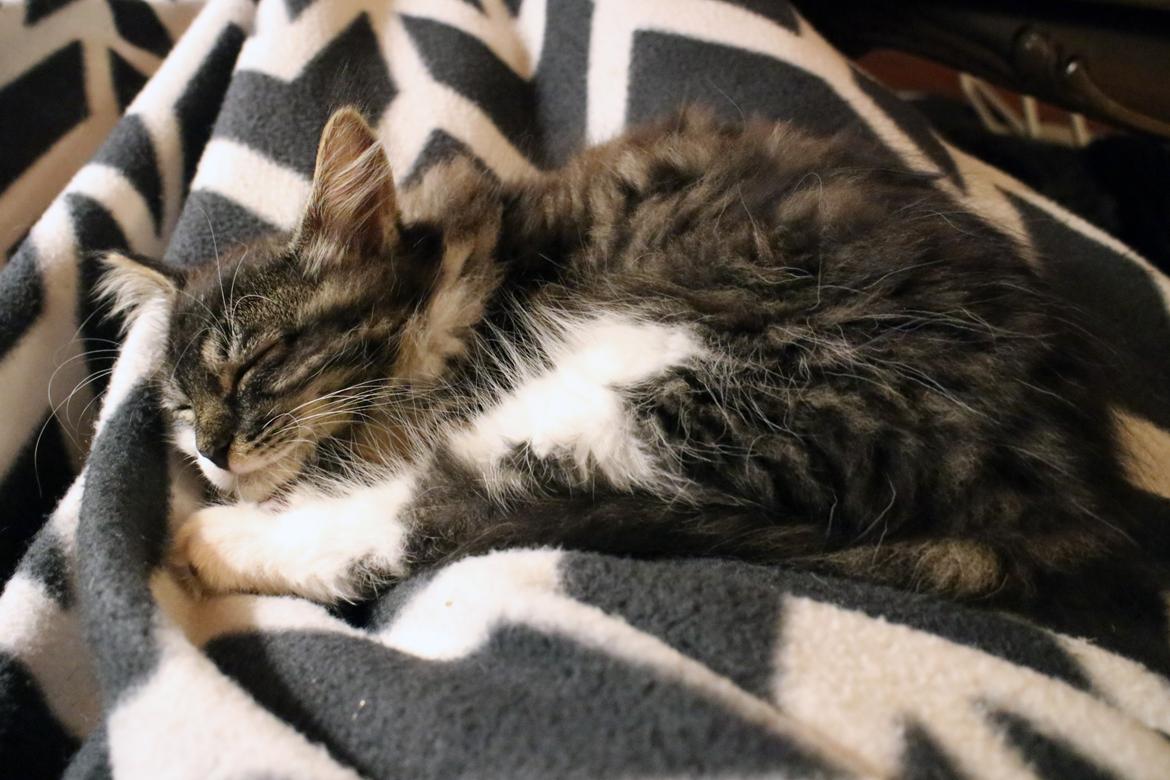 Blanding af racer Harley billede 27