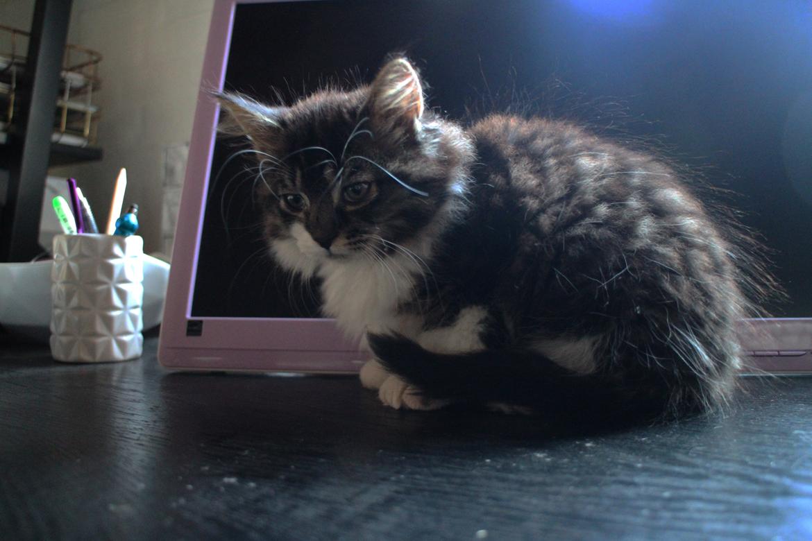 Blanding af racer Harley billede 24