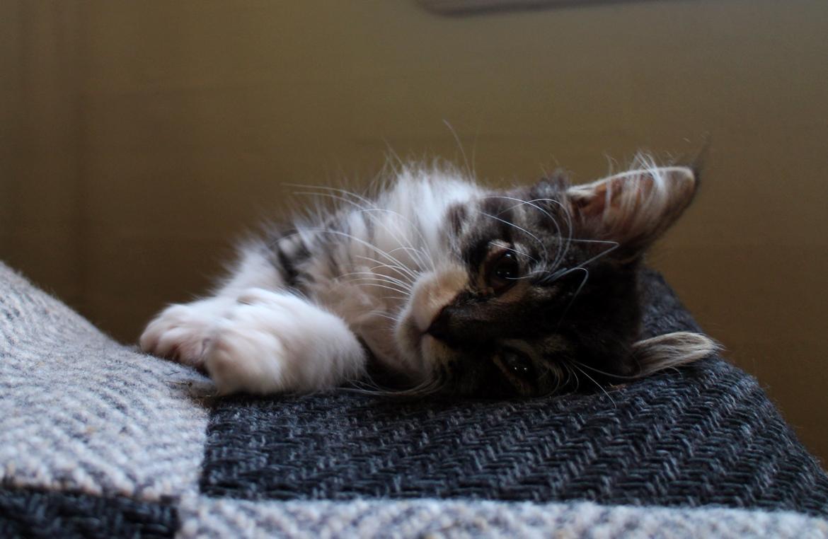 Blanding af racer Harley billede 9