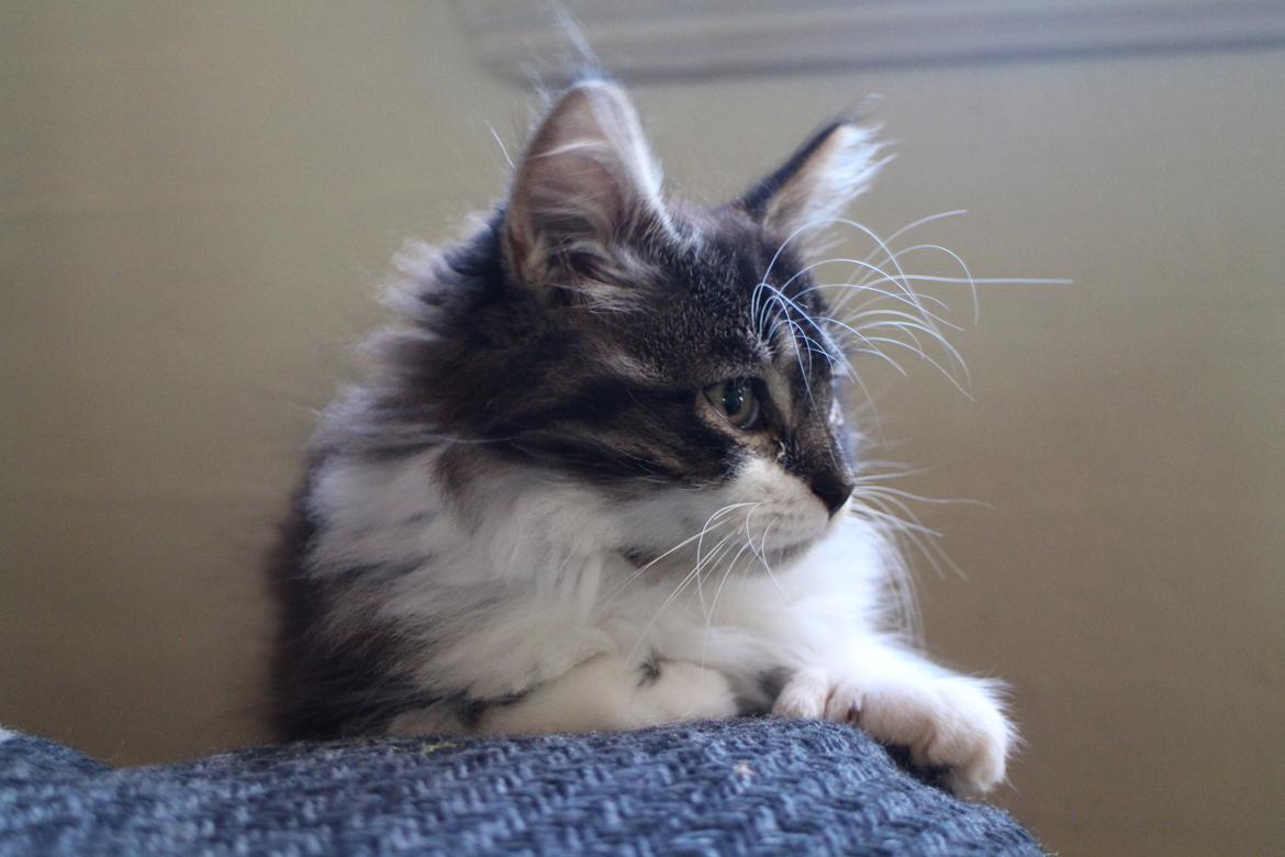 Blanding af racer Harley billede 5