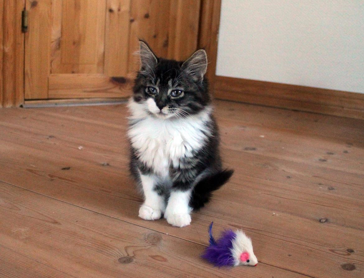 Blanding af racer Harley billede 16