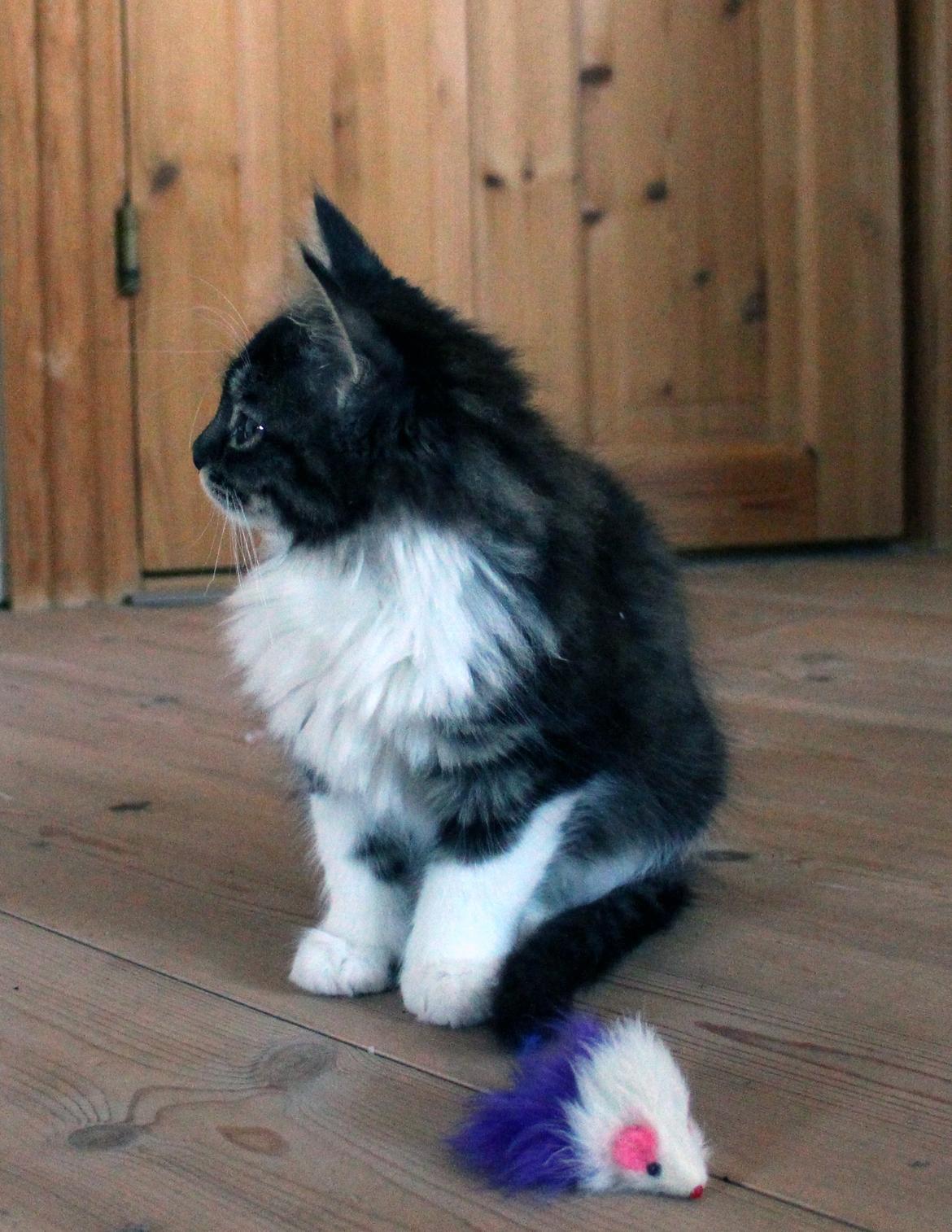 Blanding af racer Harley billede 28