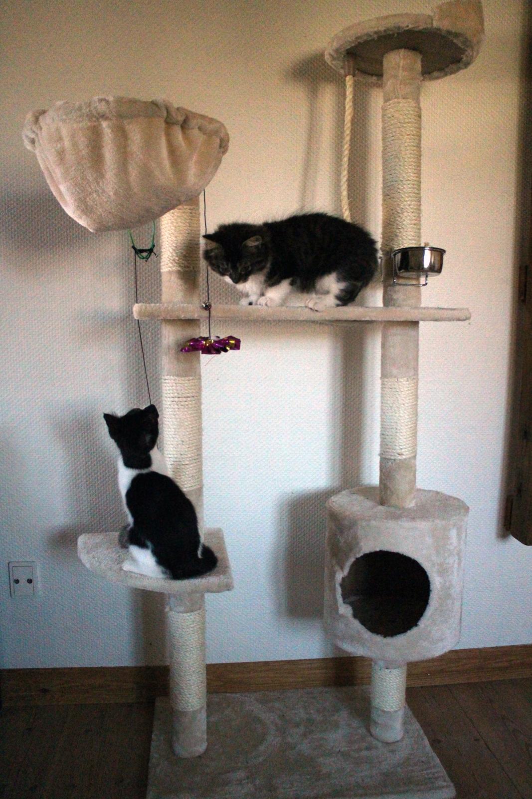 Blanding af racer Harley billede 29