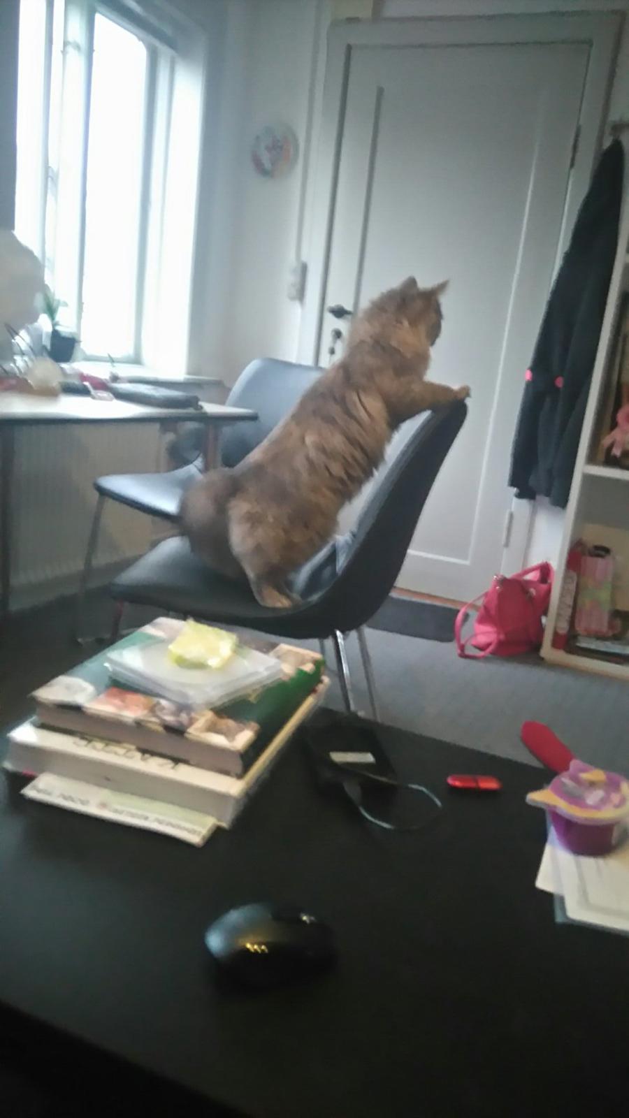 Blanding af racer Pixie  - Hov...hvad var det for en lyd :o billede 23