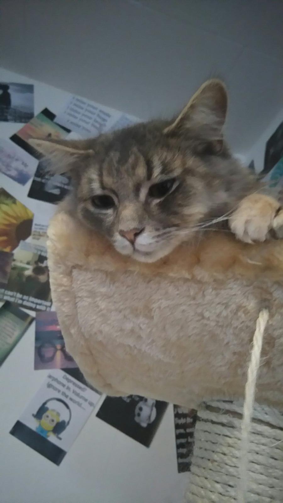 Blanding af racer Pixie  billede 19