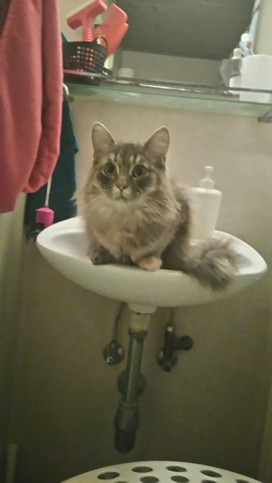 Blanding af racer Pixie  billede 21