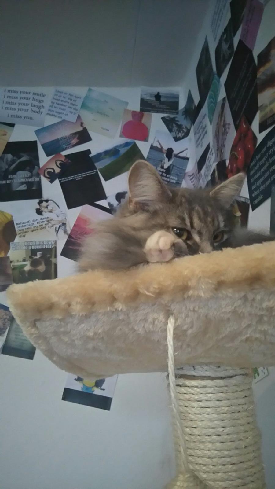 Blanding af racer Pixie  billede 18