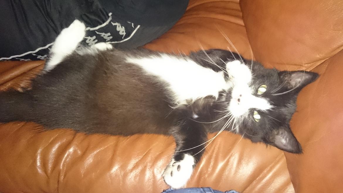 Huskat Mia EFTERLYSNING  billede 23