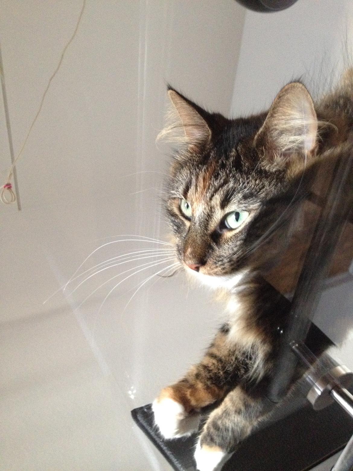 Blanding af racer Alba billede 11