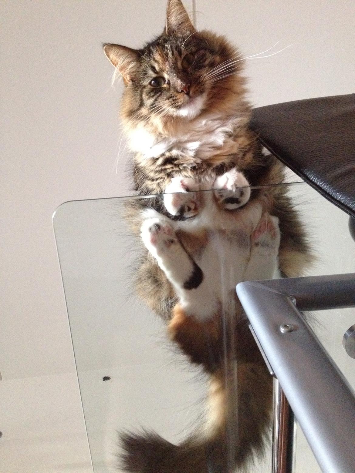 Blanding af racer Alba billede 10