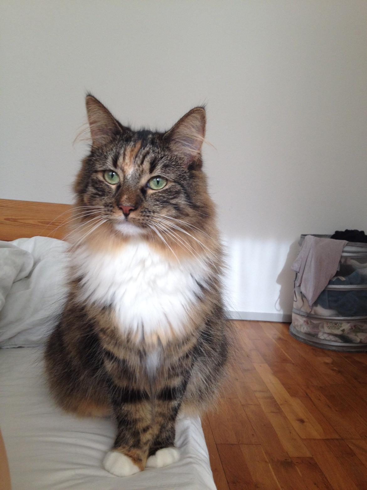 Blanding af racer Alba billede 13