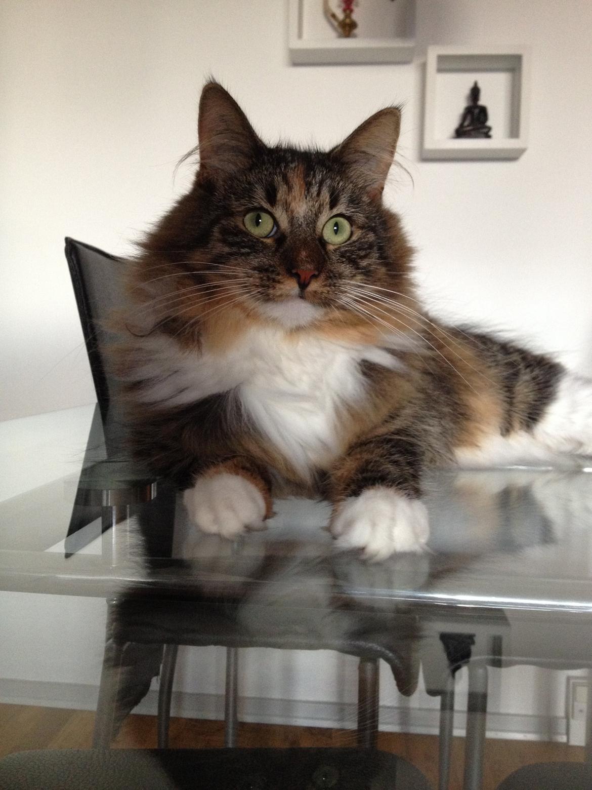 Blanding af racer Alba billede 12