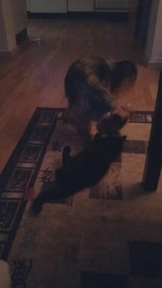 Blanding af racer No name (kaldet Missen) billede 5