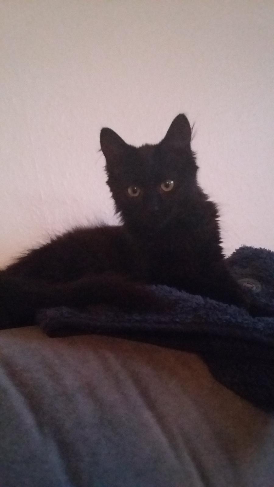 Blanding af racer No name (kaldet Missen) billede 3