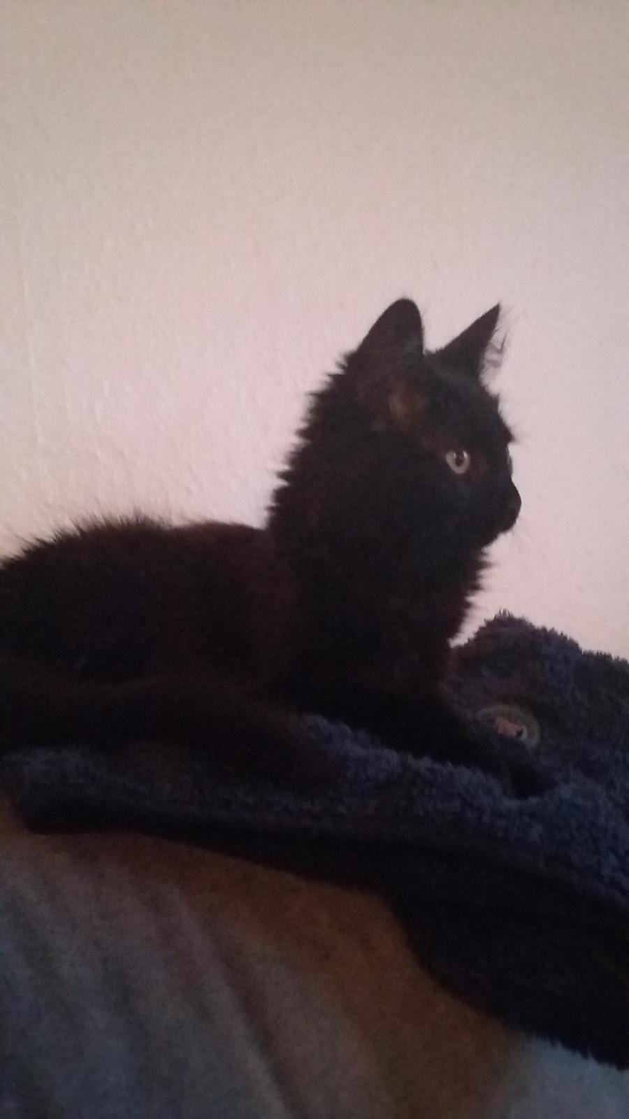 Blanding af racer No name (kaldet Missen) billede 4