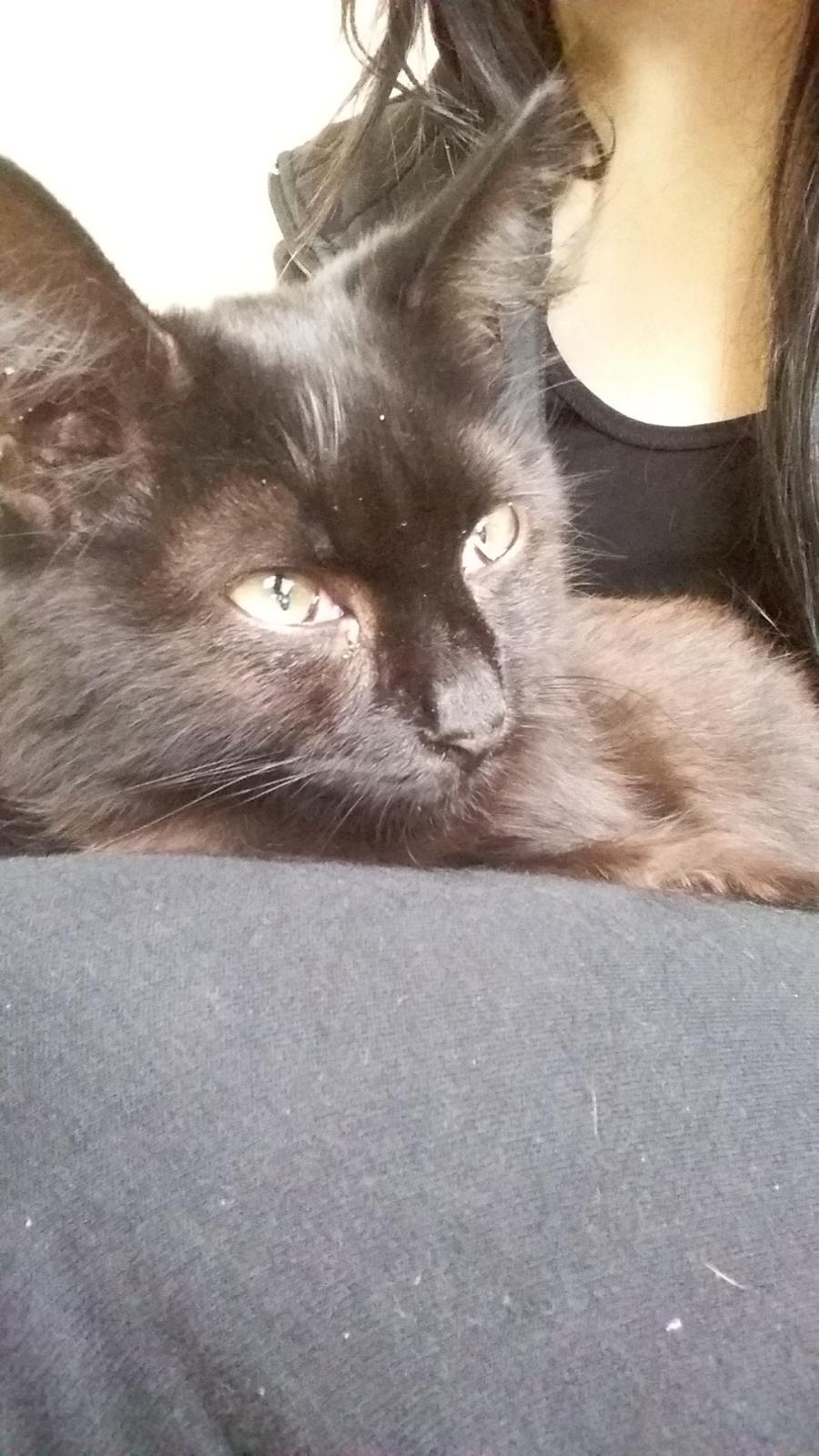 Blanding af racer No name (kaldet Missen) billede 1