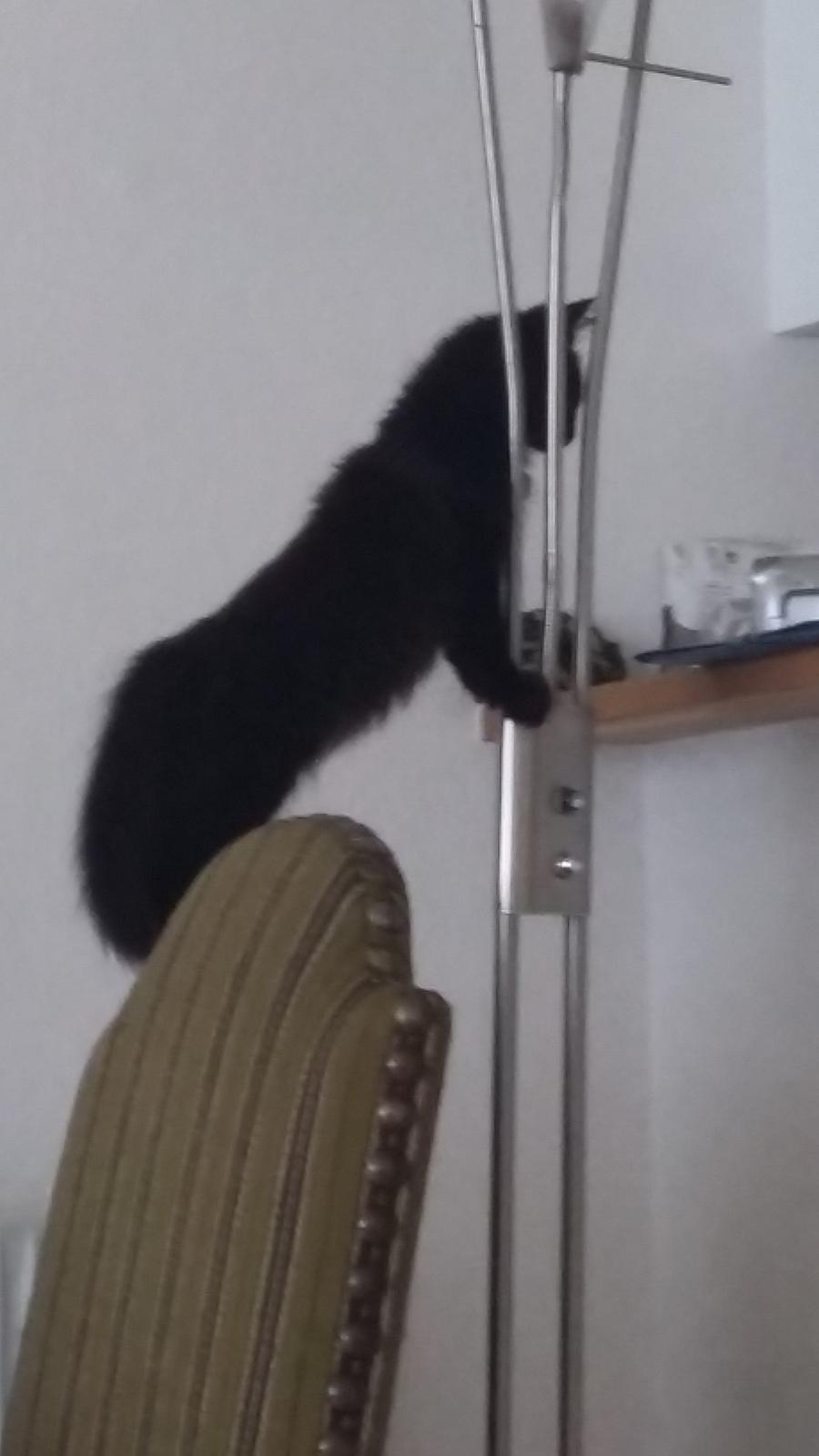 Blanding af racer No name (kaldet Missen) billede 6