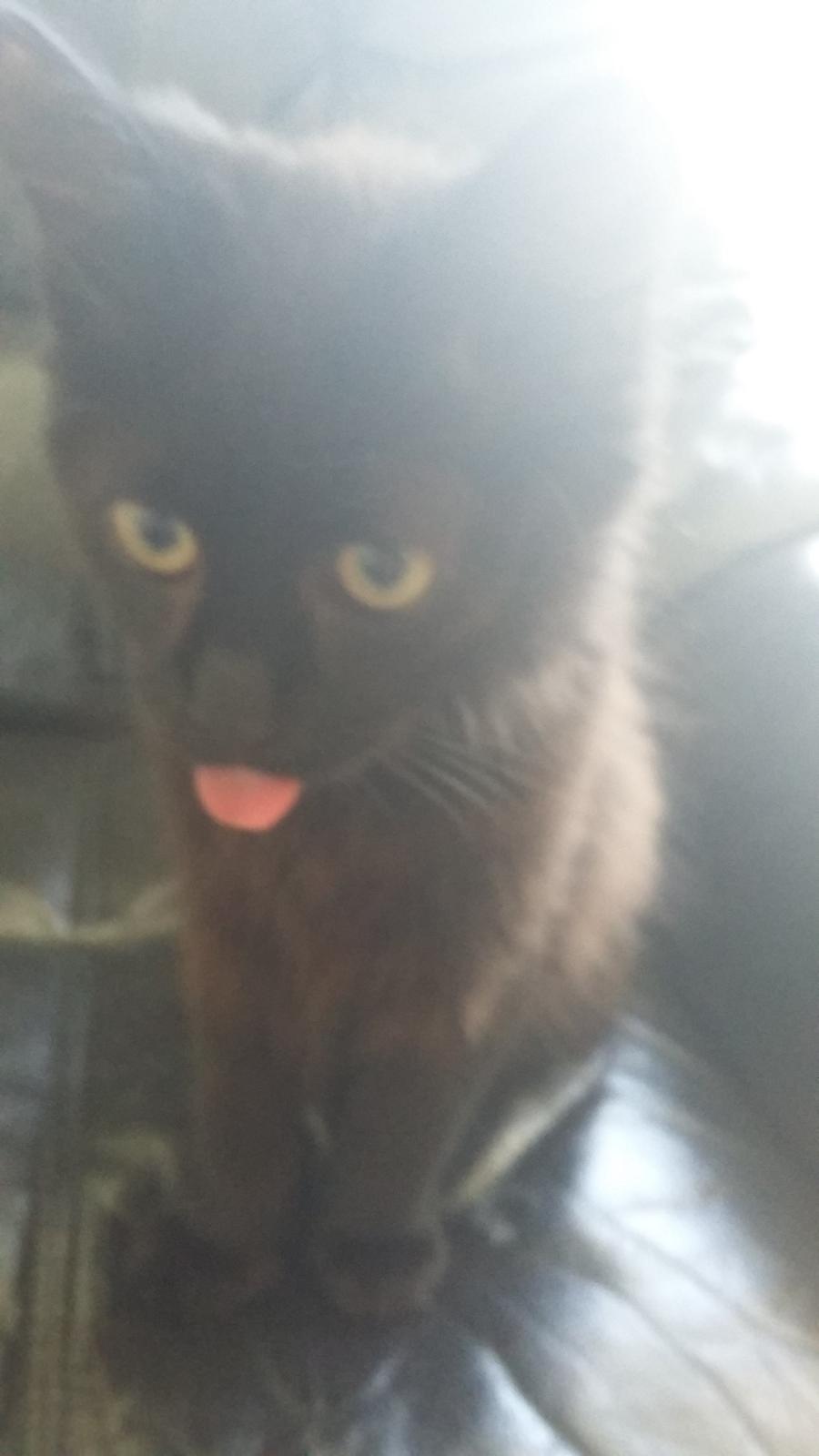 Blanding af racer No name (kaldet Missen) billede 2