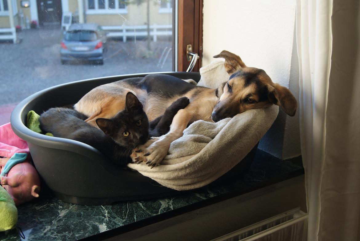 Huskat Bent Miau - Det her er min storesøster billede 17