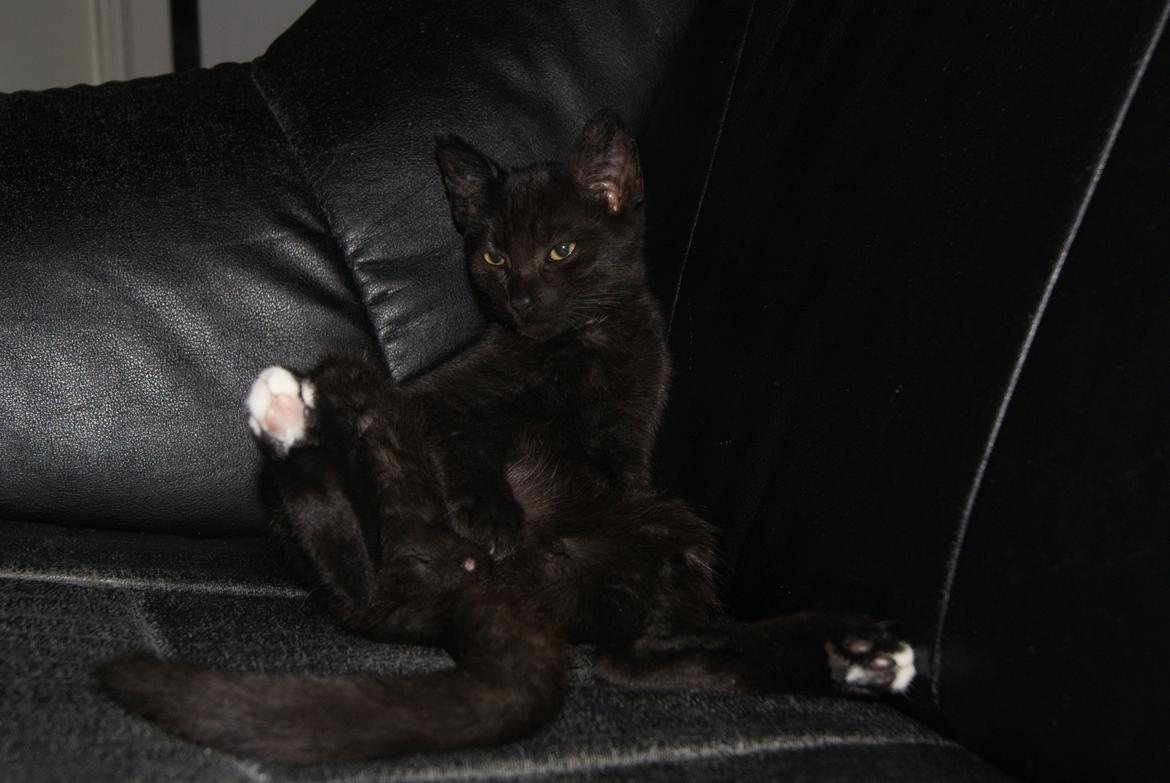 Huskat Bent Miau - En MEGET utilfreds Bent efter en tur ved dyrlægen. Han blev kastraret. billede 9