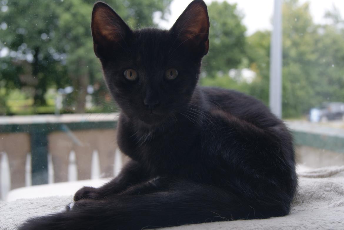 Huskat Bent Miau billede 18