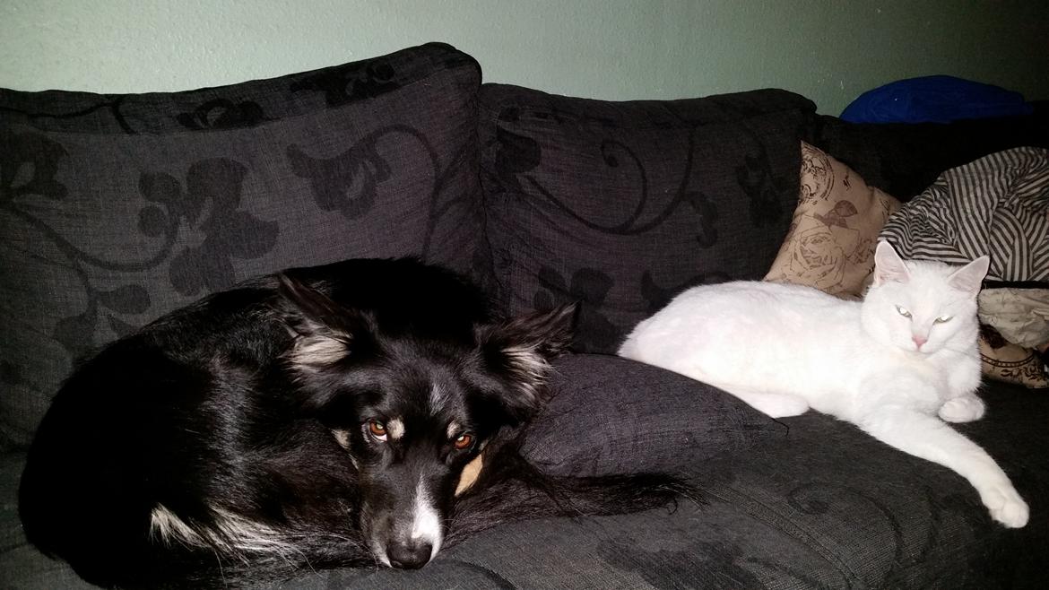 Blanding af racer Max billede 1