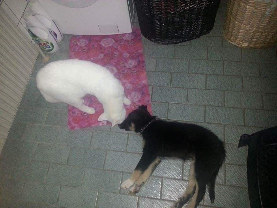 Blanding af racer Max billede 43