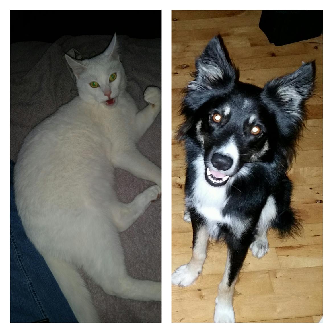 Blanding af racer Max billede 44