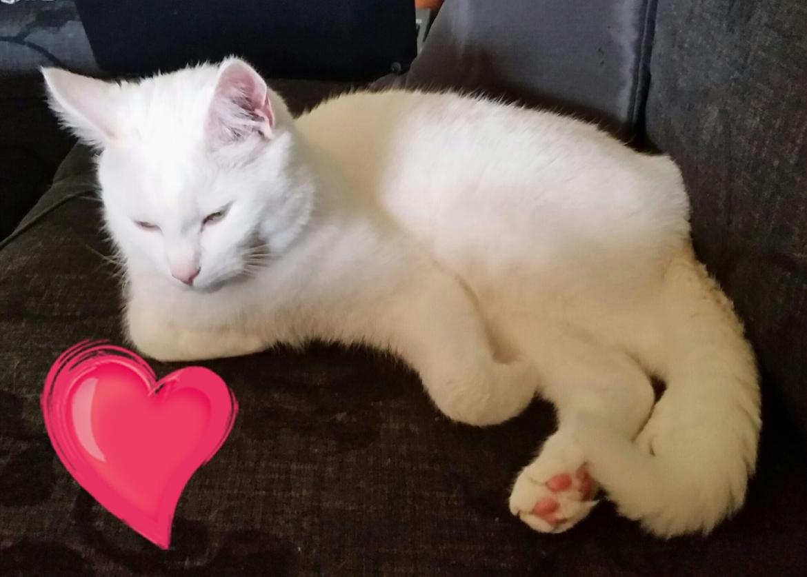 Blanding af racer Max billede 45