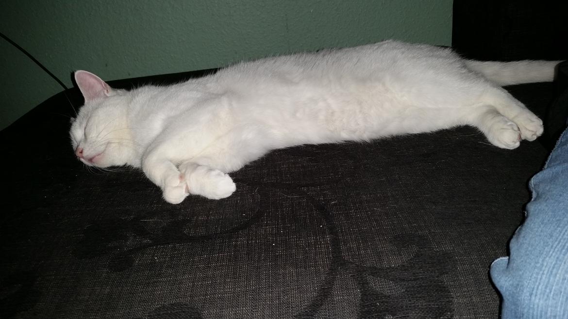 Blanding af racer Max billede 46